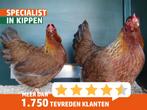 Welsumer kriel kippen | Goede leggers | Kleine kippen, Dieren en Toebehoren, Vrouwelijk, Kip