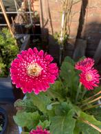 Zaden gerbera Jamesonii, Ophalen of Verzenden, Voorjaar, Volle zon, Zaad