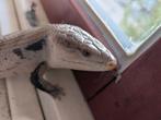 Blauwtongskink, Dieren en Toebehoren, Reptielen en Amfibieën, Hagedis, Tam, 0 tot 2 jaar