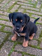 Klein soort lieve jack russel  pup  black & tan, Jack Russell Terriër, 8 tot 15 weken, Parvo, Meerdere