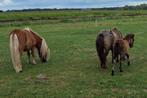 Pony te koop, A pony (tot 1.17m), Recreatiepony, 0 tot 2 jaar