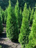 Conifeer Thuja Smaragd direct vd Kweker div maten, Haag, Ophalen of Verzenden, Conifeer