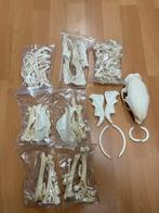 Schedel / Skelet afrikaans stekelvarken, Verzamelen, Dierenverzamelingen, Ophalen of Verzenden, Nieuw, Wild dier, Schedel