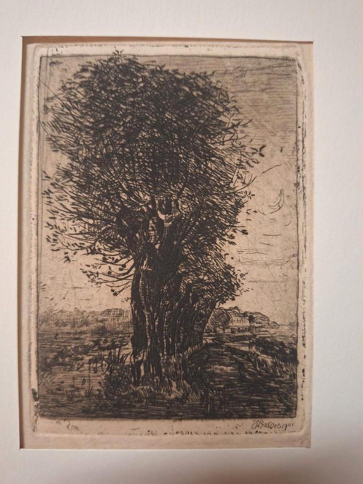 Ets van Wilgenbomen 1901, Antiek en Kunst, Kunst | Etsen en Gravures, Ophalen of Verzenden