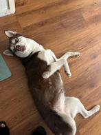 Husky, Rabiës (hondsdolheid), 1 tot 2 jaar, Teef, Poolhond