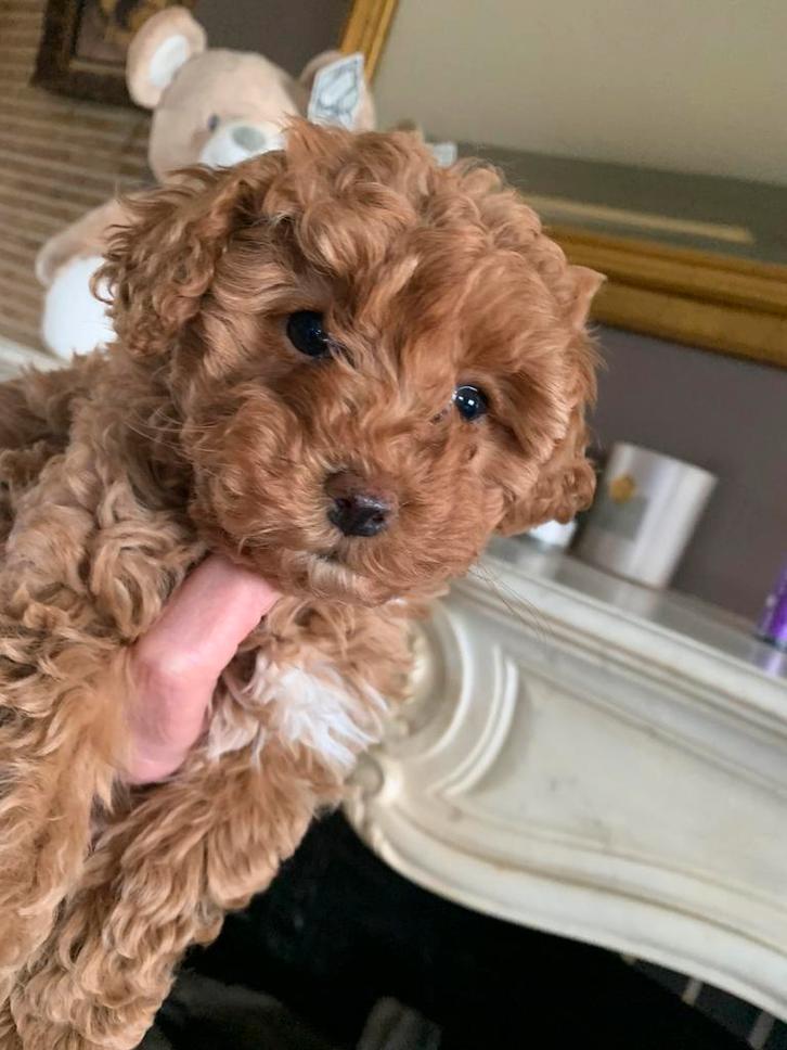 Schitterend Maltipoo Teefje, Dieren en Toebehoren, Honden | Chihuahua's en Gezelschapshonden, Teef, Overige rassen, Fokker | Hobbymatig