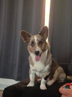 Mooie corgi Cardigan Bleu Merle  Dekreu, Dieren en Toebehoren, Honden | Dekreuen, Reu, 1 tot 2 jaar, Eén hond, Nederland