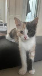 Kruising maincoon kittens, 0 tot 2 jaar