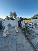 Verzorging gezocht voor mijn paard, Dieren en Toebehoren, Ophalen of Verzenden