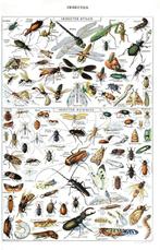 Canvas poster insecten 40x60 cm met houten hanger, Nieuw, Ophalen of Verzenden