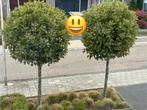 Gratis 2 Plataanbomen, Tuin en Terras, Ophalen, Volle zon, Overige soorten, 250 tot 400 cm