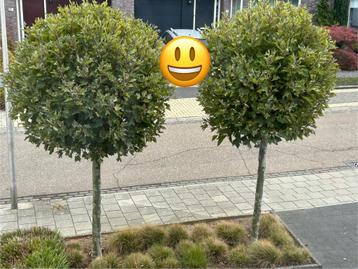 Gratis 2 Plataanbomen beschikbaar voor biedingen