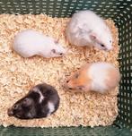 Mooie jonge goudhamsters kinderen gewend, Hamster, December, Meerdere dieren, Tam