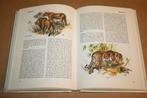 Zoogdieren der wereld - Hans Hvass, Boeken, Dieren en Huisdieren, Ophalen of Verzenden, Gelezen, Katten