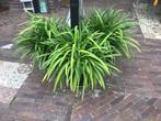 Agapanthus, Ophalen, Zomer, Volle zon