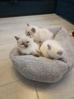 Schattige Heilige Birmaan-Siamees Kitten., Dieren en Toebehoren, Katten en Kittens | Raskatten | Korthaar, Kater