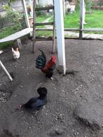 Serama Haantjes, Dieren en Toebehoren, Pluimvee, Mannelijk, Kip
