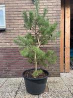 Bonsai (tuin) boom grove Den, Bloeit niet, Overige soorten, 100 tot 250 cm, Ophalen