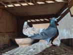 Koppel, Dieren en Toebehoren, Vogels | Duiven, Meerdere dieren