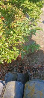 Walnoten boom te koop, Tuin en Terras, Planten | Bomen, Ophalen, Volle zon, Overige soorten
