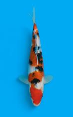 HQ sanke Tosai eenjarige koi japanse vis kweker OYA kataoka, Karper of Koi