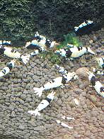 Pure Black Line garnalen, Dieren en Toebehoren, Vissen | Aquariumvissen