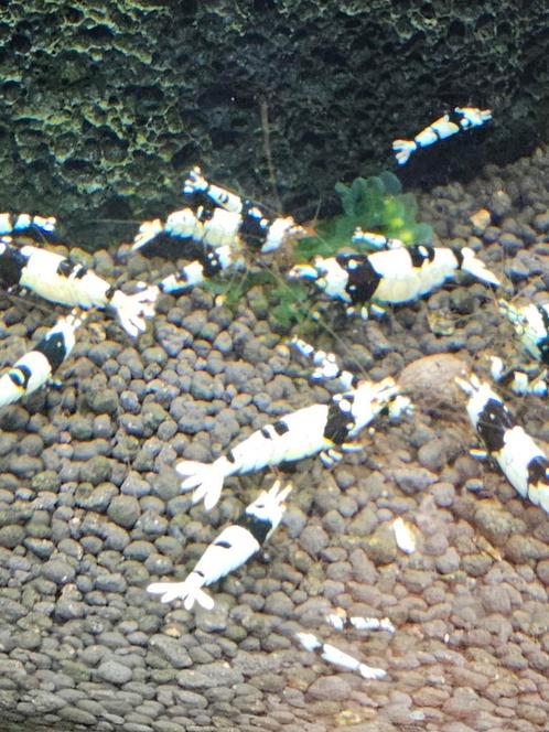 Pure Black Line garnalen, Dieren en Toebehoren, Vissen | Aquariumvissen