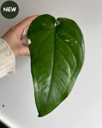 Syngonium Chiapense Albo Variegated 3, Ophalen of Verzenden, Halfschaduw, Minder dan 100 cm