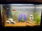 Aquarium 60 liter, Ophalen of Verzenden, Zo goed als nieuw, Leeg aquarium