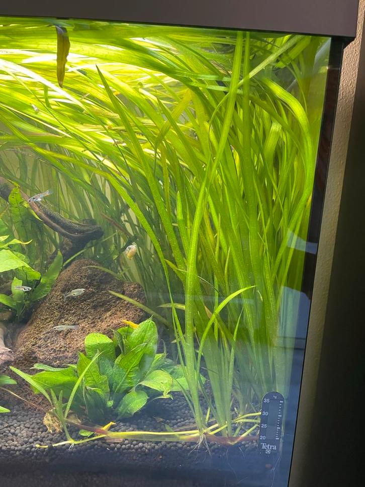 Vallisneria stekken, Dieren en Toebehoren, Vissen | Aquaria en Toebehoren, Nieuw, Plant(en), Steen of Hout, Ophalen