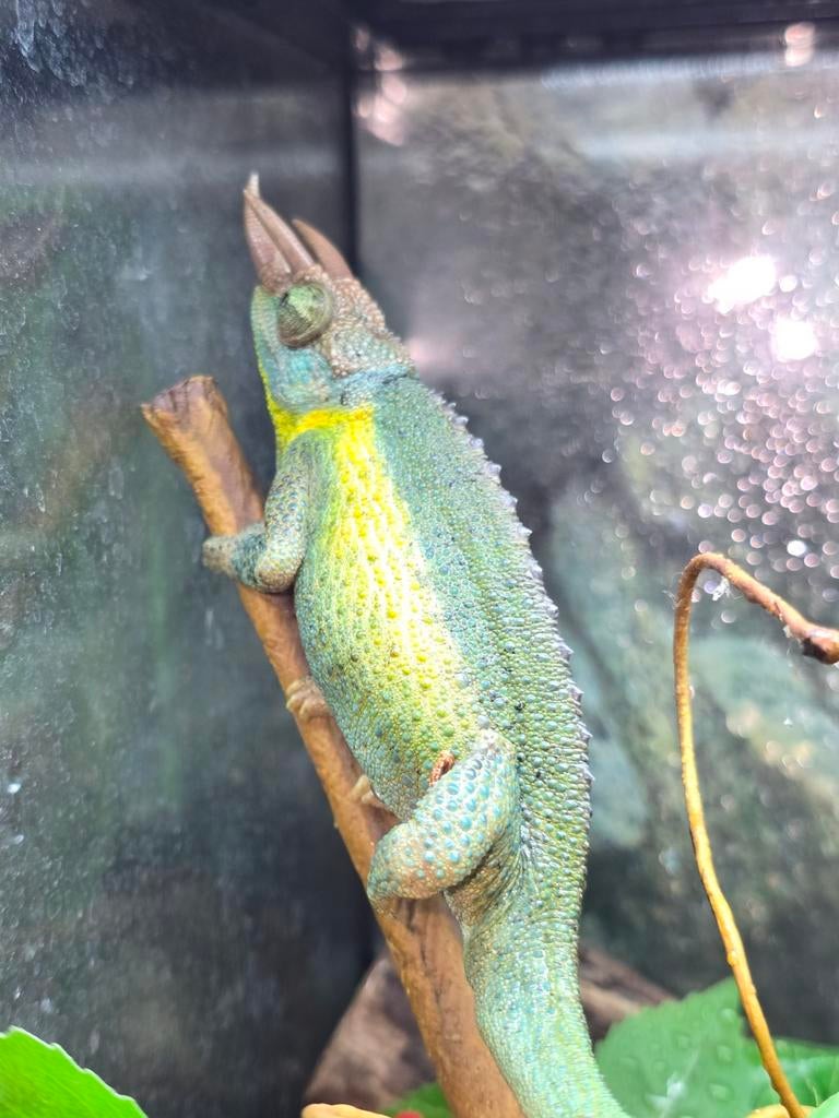 Trioceros jacksonii kameleon, Dieren en Toebehoren, Reptielen en Amfibieën, Hagedis, 0 tot 2 jaar