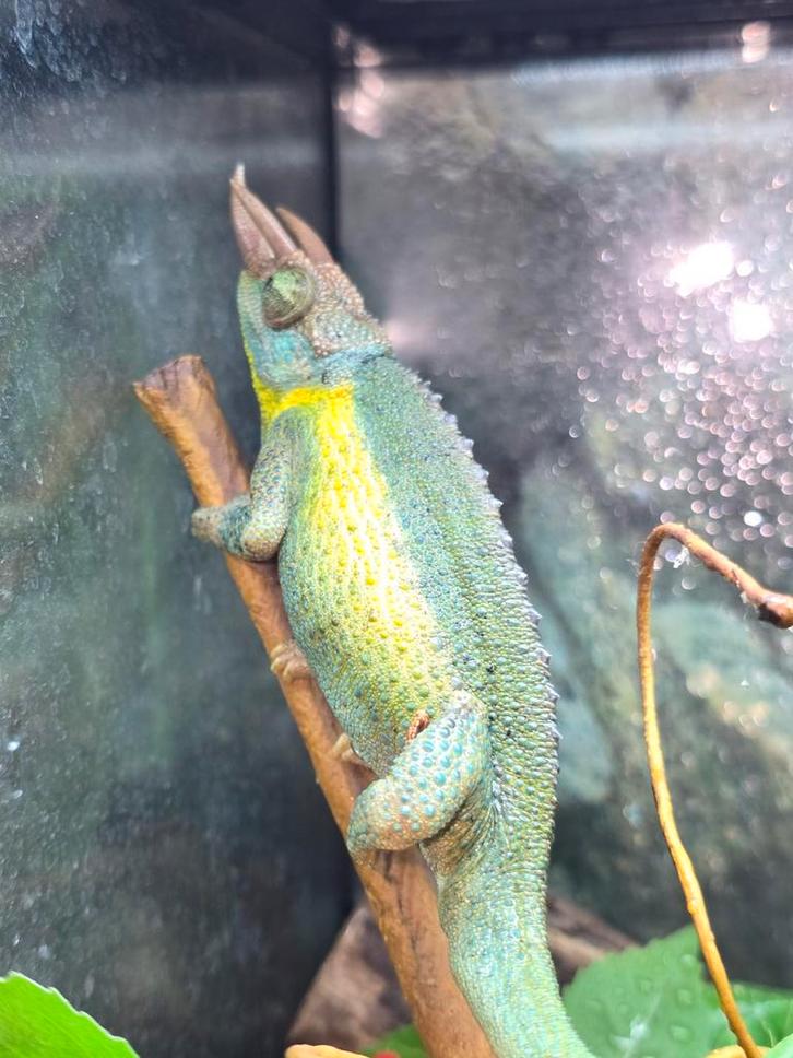 Trioceros jacksonii kameleon