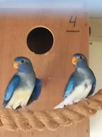 Splendits 2025, Dieren en Toebehoren, Vogels | Parkieten en Papegaaien, Meerdere dieren, Parkiet
