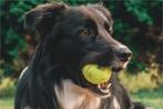 25 dunlop / wilson gebruikte wedstrijd tennisballen 25 stuks, Gebruikt, Verzenden, Hondenballen