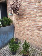 Restpartij tuinplanten, Ophalen, Zomer, Overige soorten, Halfschaduw