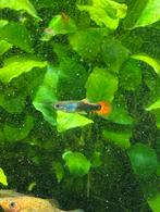 Guppy man, Dieren en Toebehoren, Vissen | Aquariumvissen, Vis, Zoetwatervis