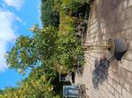 Photinia fraseri Red Robin, Tuin en Terras, Planten | Bomen, Halfschaduw, Overige soorten, Lente, 250 tot 400 cm
