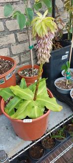 Ananas Kuiflelie plant (Eucomis Bicolor) ., Tuin en Terras, Planten | Tuinplanten, Ophalen of Verzenden, Zomer, Overige soorten