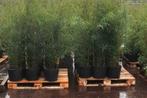 Phyllostachys Nigra | Zwarte Bamboe, Exclusieve Blikvanger, Overige soorten, Vaste plant, Ophalen of Verzenden, Bloeit niet