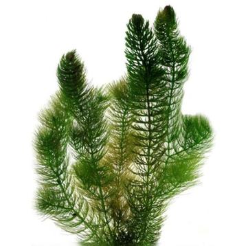 Hoornblad zuurstofplant / drijfplant / vijverplant beschikbaar voor biedingen