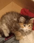 Maine Coon kittens te koop, Dieren en Toebehoren, Katten en Kittens | Raskatten | Langhaar, Meerdere dieren, Ontwormd