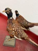 2 opgezette fazanten, Ophalen, Zo goed als nieuw, Vogel, Opgezet dier