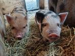 Gothinger borgjes biggen, Dieren en Toebehoren, Mannelijk, Varken