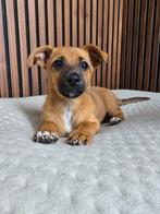 Pup, puppie, hond, adoptie, herplaatsing, 15 weken tot 1 jaar, Teef, Meerdere, Nederland