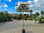 Quercus ilex - Steeneik groenblijvende leiboom te koop!!, Leiboom, Ophalen of Verzenden, 250 tot 400 cm, Zomer