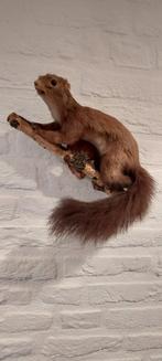 Eekhoorn opgezet (taxidermie), Oostenrijk, Verzamelen, Dierenverzamelingen, Opgezet dier, Ophalen of Verzenden, Zo goed als nieuw