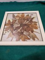 -	Droogbloemen ingelijst met glas, Ophalen of Verzenden