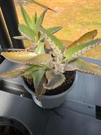 Mother of Thousands Vetplant, Huis en Inrichting, Kamerplanten, Ophalen, Vetplant, Halfschaduw, In pot