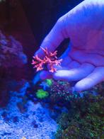 Tnt anacropora koraal, Dieren en Toebehoren, Vissen | Aquariumvissen, Overige typen