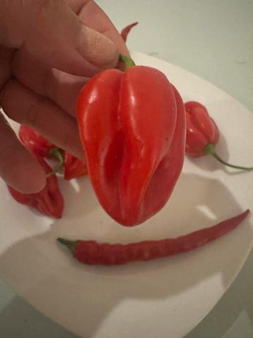 Biologische Habanero  Peper  versturen mogelijk beschikbaar voor biedingen